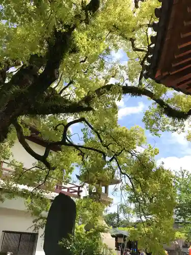 西新井大師総持寺の自然