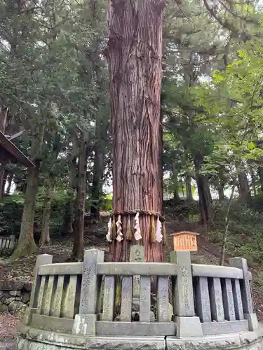 諏訪大社下社春宮の自然