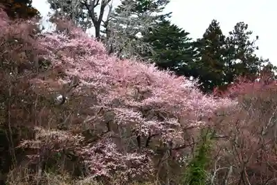 三春大神宮の自然
