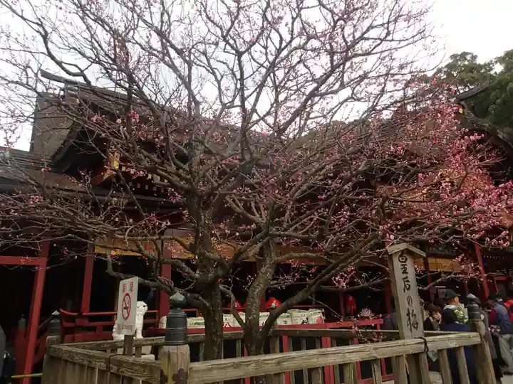 太宰府天満宮の自然