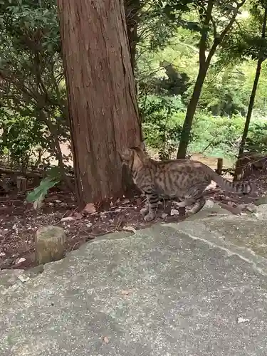 玉野御嶽神社の動物