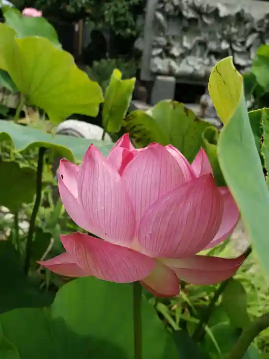 長善寺(東京都)