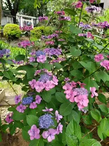 鳩森八幡神社の自然