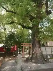 綿神社の自然