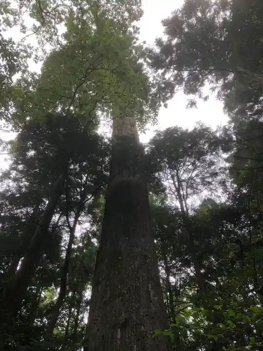 伊勢神宮内宮(皇大神宮)の自然
