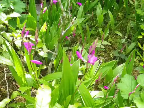 黄梅院（円覚寺塔頭）の自然