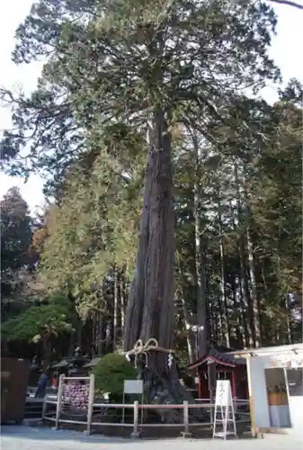 北口本宮冨士浅間神社の自然