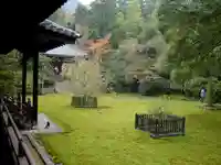 青蓮院門跡の庭園