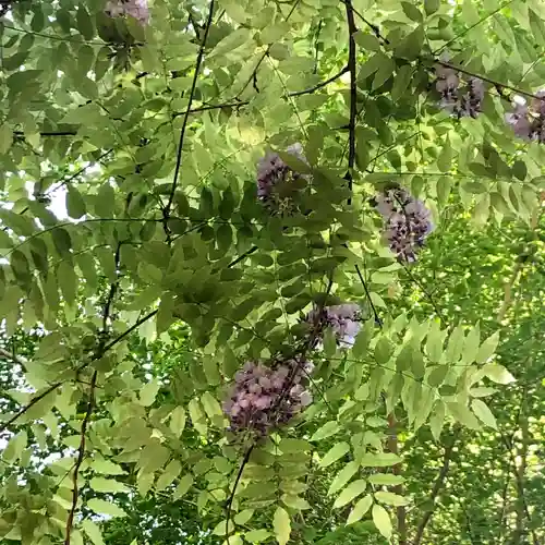 田無神社の自然