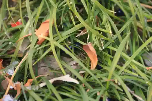 熊野福藏神社の自然