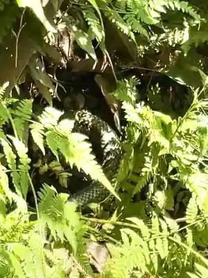 明治神宮(東京都)