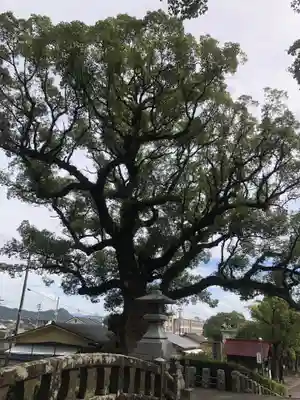 鹿児島神宮(鹿児島県)