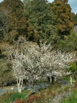 曼殊院門跡の{uncategorized: "未分類", other: "その他", undefined: "問題あり", building: "その他建物", grave: "お墓", sacred_gate: "鳥居", guardian: "狛犬", statue: "像", buddha: "仏像", history: "歴史", nature: "自然", garden: "庭園", animal: "動物", pagoda: "塔", temizu: "手水舎", mountain_gate: "山門・神門", sanctuary: "本殿・本堂", subordinate: "末社・摂社", art: "芸術", scenery: "景色", jizo: "地蔵", ema: "絵馬", goshuin: "御朱印", omikuji: "おみくじ", items: "授与品その他", amulet: "お守り", goshuincho: "御朱印帳", eats: "食事", festival: "お祭り", votive_dance: "神楽", shichigosan: "七五三参", wedding: "結婚式", experience: "体験その他", initially: "初詣", around: "周辺", anti_infection: "感染症対策"}