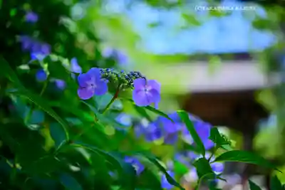 高幡不動尊　金剛寺(東京都)