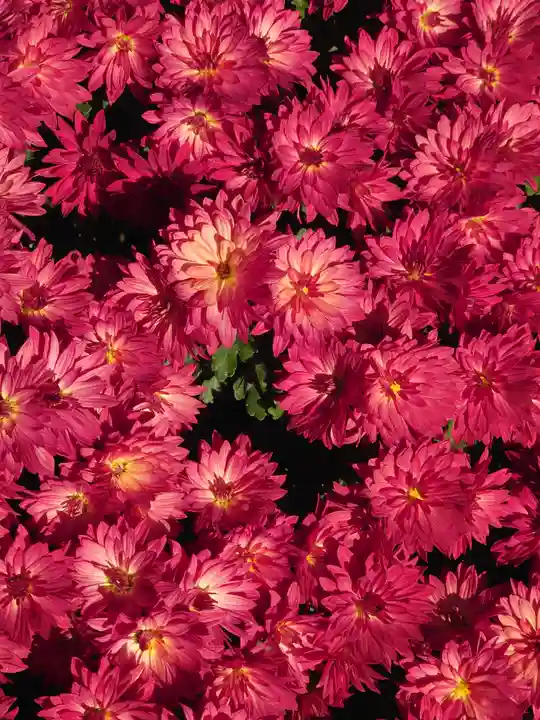 寒川神社(神奈川県)