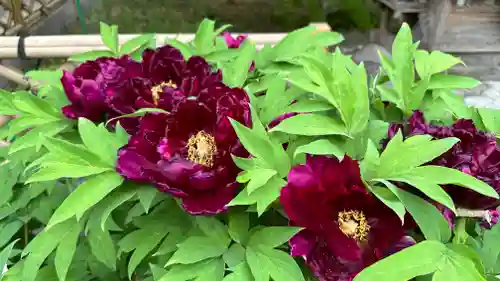 長泉院(埼玉県)