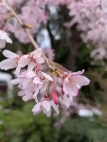 阿佐ヶ谷神明宮(東京都)
