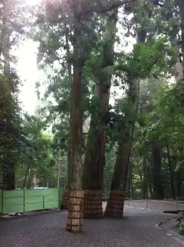 伊勢神宮内宮（皇大神宮）の自然