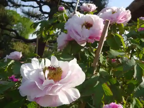 牡丹稲荷神社の自然
