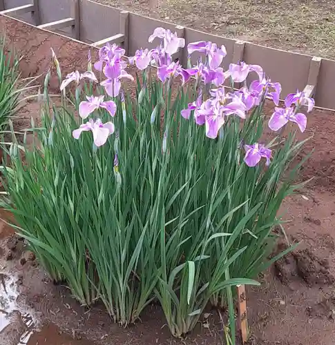 中野沼袋氷川神社(東京都)