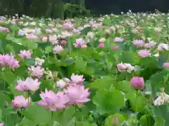 長谷寺(古河長谷観音)の周辺