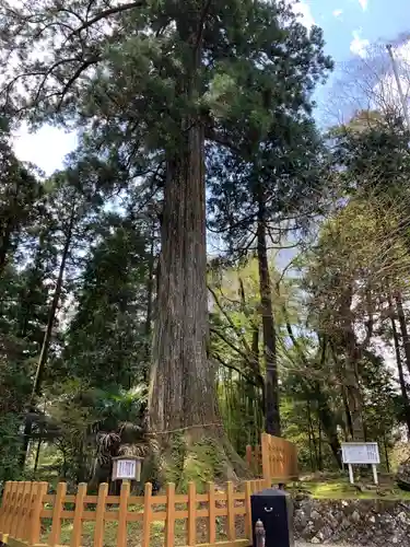 須山浅間神社の自然