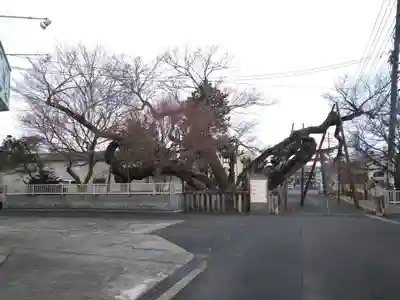 高野神社の自然