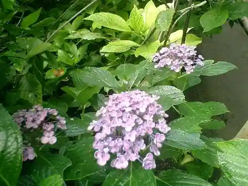 御霊神社の自然