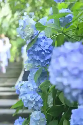 明月院(神奈川県)