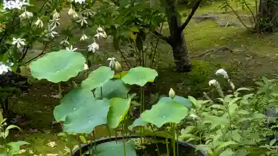 勝林寺(京都府)