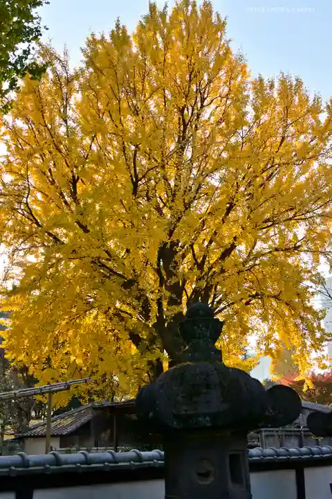 上野東照宮の自然