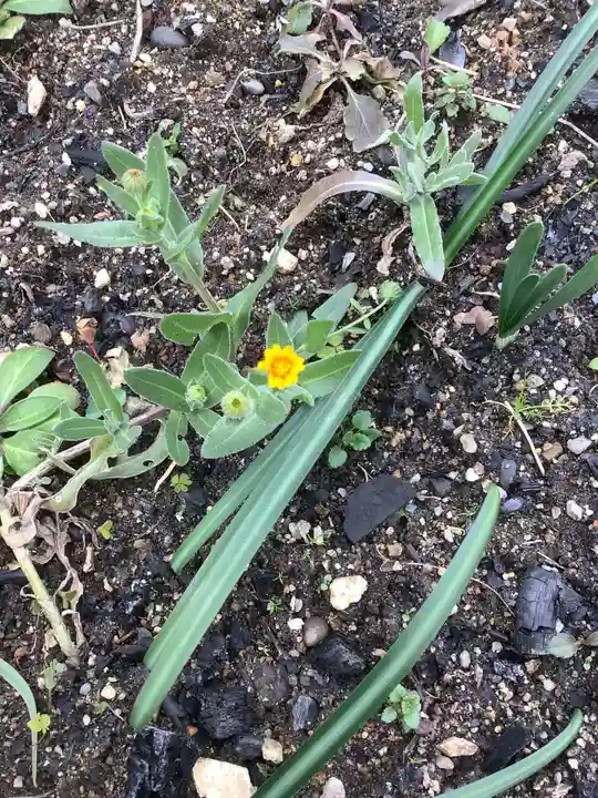 三輪神社の自然