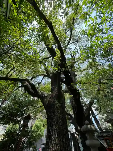 若一神社の自然
