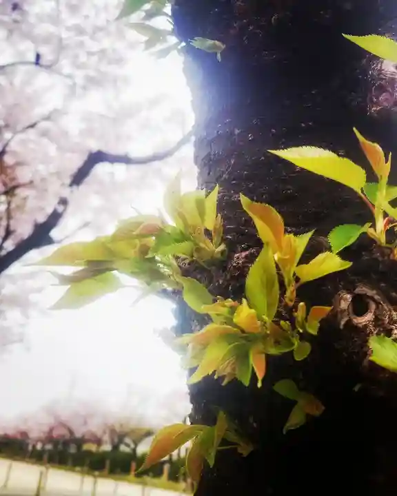 尾張大國霊神社(国府宮)の自然
