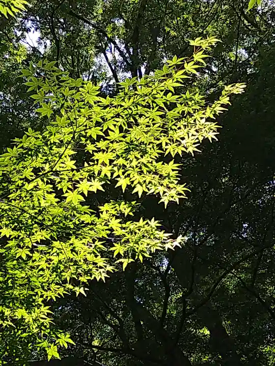 妙本寺の自然