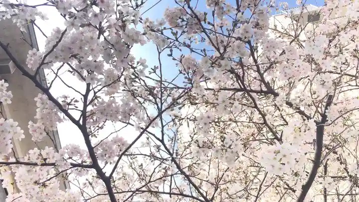 諏訪神社の自然