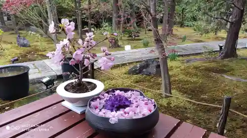 勝林寺の庭園