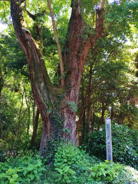 中山神社の{uncategorized: "未分類", other: "その他", undefined: "問題あり", building: "その他建物", grave: "お墓", sacred_gate: "鳥居", guardian: "狛犬", statue: "像", buddha: "仏像", history: "歴史", nature: "自然", garden: "庭園", animal: "動物", pagoda: "塔", temizu: "手水舎", mountain_gate: "山門・神門", sanctuary: "本殿・本堂", subordinate: "末社・摂社", art: "芸術", scenery: "景色", jizo: "地蔵", ema: "絵馬", goshuin: "御朱印", omikuji: "おみくじ", items: "授与品その他", amulet: "お守り", goshuincho: "御朱印帳", eats: "食事", festival: "お祭り", votive_dance: "神楽", shichigosan: "七五三参", wedding: "結婚式", experience: "体験その他", initially: "初詣", around: "周辺", anti_infection: "感染症対策"}
