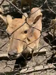 三嶋大社の動物