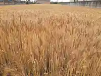 伏木香取神社(茨城県)