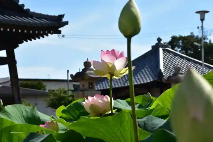 家原寺の自然