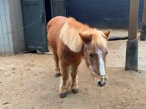 五方山熊野神社の動物