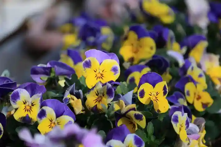 豊景神社の庭園