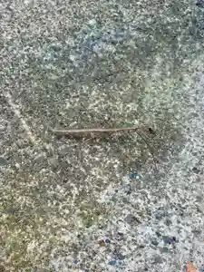 蚊里田八幡宮(長野県)(2025年07月28日(月) 12時18分10秒投稿)