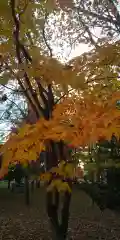 上川神社頓宮の自然