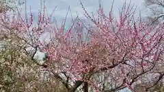 北野天満宮の庭園