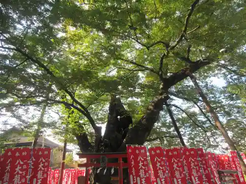 秩父今宮神社(埼玉県)