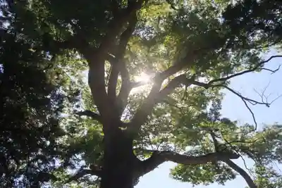 阿久津「田村神社」（郡山市阿久津町）旧社名：伊豆箱根三嶋三社の自然