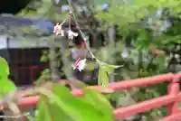 多摩川浅間神社の自然