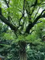 熱田神宮の自然